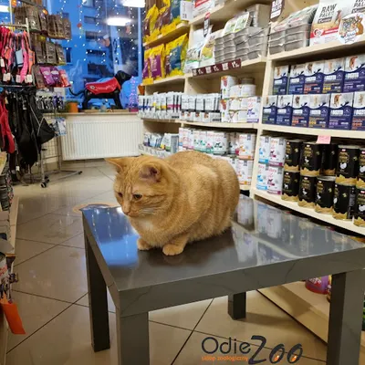 OdieZoo-sklep zoologiczny